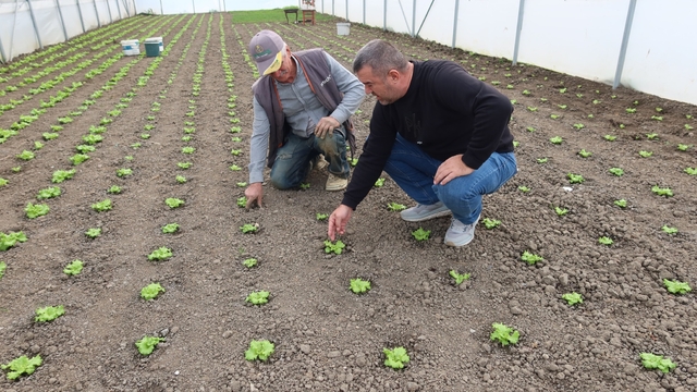 Edirne'de seracılık kapasitesini artırmaya yönelik çalışmalar devam ediyor