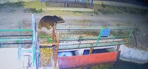 Mevsim normalleri değişti, ayılar hâlâ uyanık