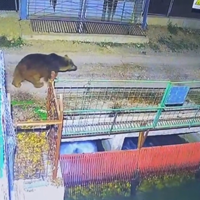 Mevsim normalleri değişti, ayılar hâlâ uyanık