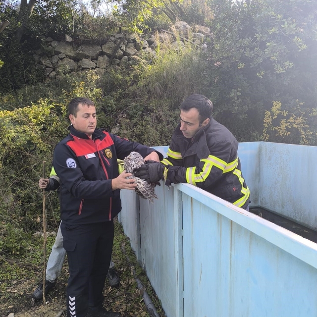 Yayladağı'nda baykuş kurtarma operasyonu