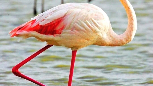 Göksu Deltası'nda göçmen kuş yoğunluğu