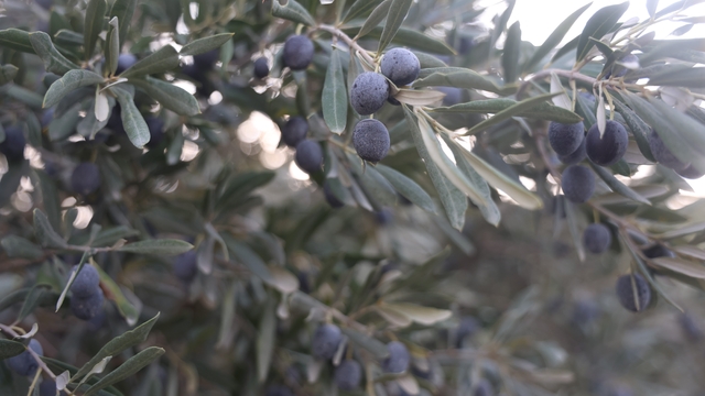 Kuraklık zeytin hasadında yağ verimini olumsuz etkiledi