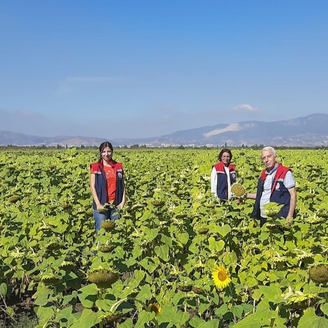 Söke'de 10 bin dekarlık alana ayçiçeği tohumu dağıtılacak