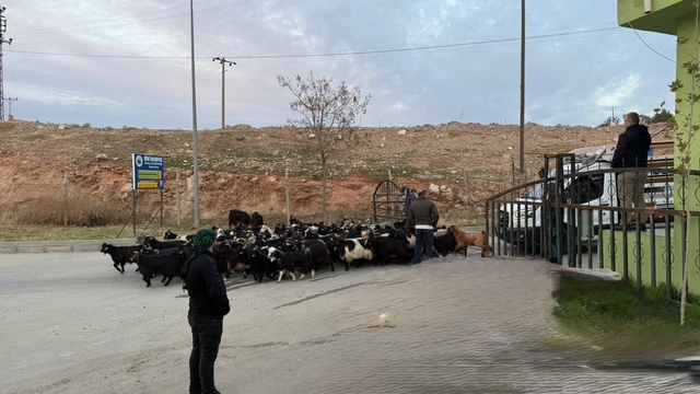 Şap hastalığı nedeniyle kapalı olan Siirt Hayvan Pazarı açıldı