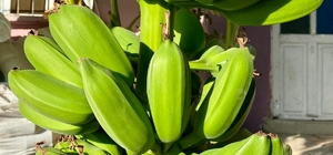 İnat etti, 70 rakımda muz hasadı yaptı