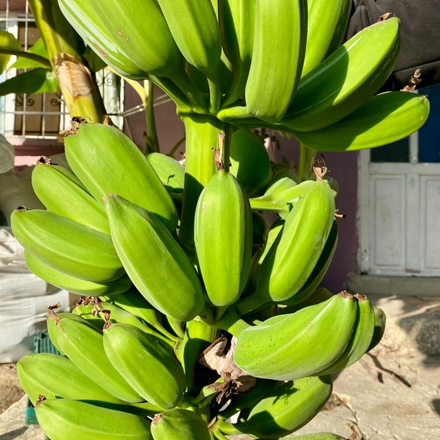 İnat etti, 70 rakımda muz hasadı yaptı