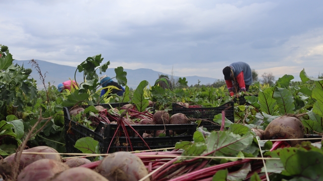 İzmir'in bereketli topraklarında 'Kırmızı elmas' mesaisi
Kırmızı pancarda hasat zamanı