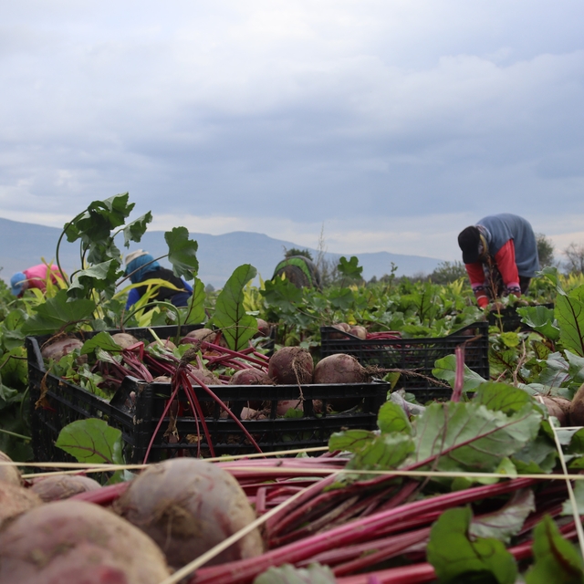 İzmir'in bereketli topraklarında 'Kırmızı elmas' mesaisi
Kırmızı pancarda h...