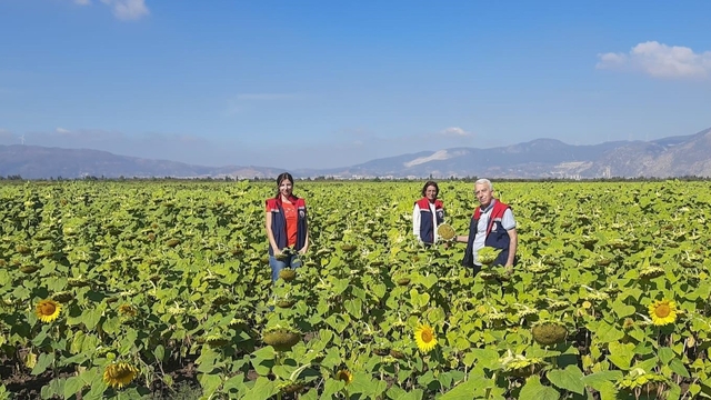 Söke'de 10 bin dekarlık alana ayçiçeği tohumu dağıtılacak