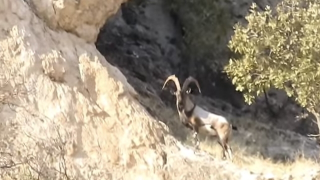 Diyarbakır'da koruma altındaki dağ keçileri görüntülendi