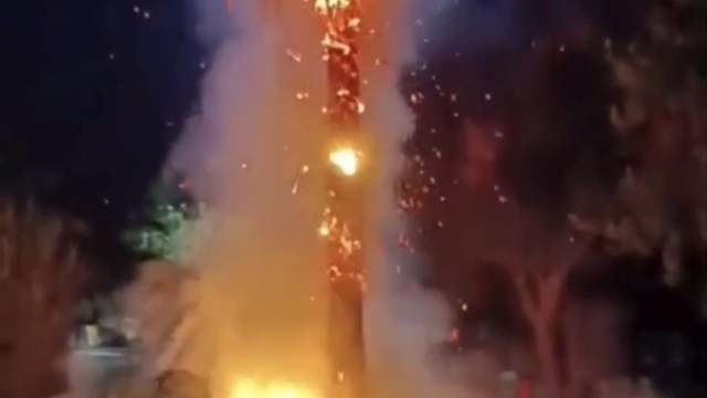 Mardin'de 15 yıllık palmiye ağacını ateşe verdiler