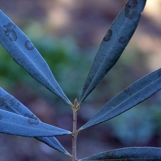 Zeytinde halkalı leke hastalığı ile mücadele çağrısı yapıldı