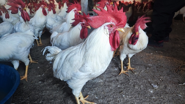 Hobiydi, iş oldu, 3 yılda 850 etlik horoz yetiştirdi
Emekli öğretmen hobi olarak başladığı etlik horoz yetiştiriciliği geliştirerek 3 yılda 850 horoz sahibi oldu