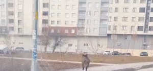 Bitlis'te ilçe merkezinde yaban domuzu paniği