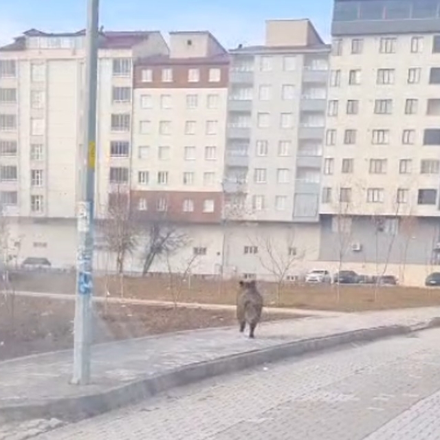 Bitlis'te ilçe merkezinde yaban domuzu paniği