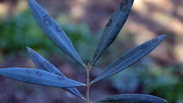 Zeytinde halkalı leke hastalığı ile mücadele çağrısı yapıldı