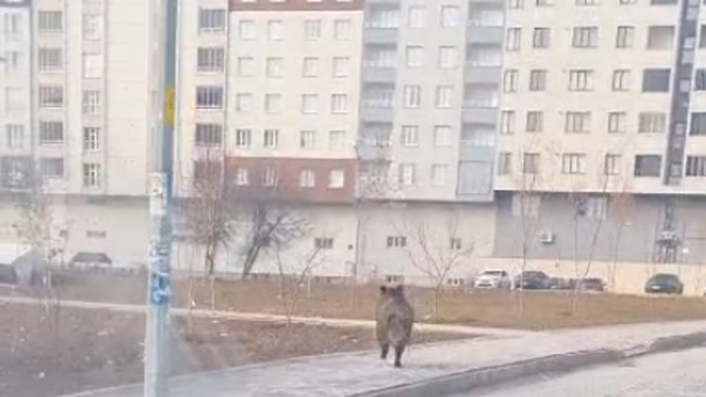 Bitlis'te ilçe merkezinde yaban domuzu paniği