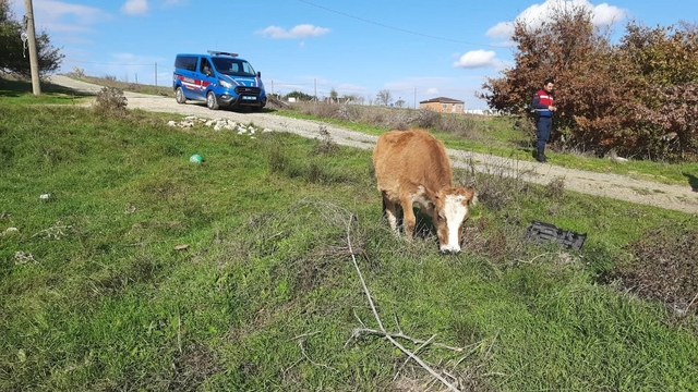 Saray'da kaçak yollarla getirilen 9 büyükbaş hayvan kesime gönderildi