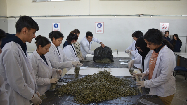 Uygulama bahçesinde tarımı öğrenen öğrenciler alternatif ürün yetiştirilmesine öncülük edecek