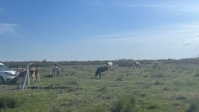 Tekirdağ'a kaçak yollarla büyükbaş hayvan getiren kişiye 105 bin lira ceza uygulandı