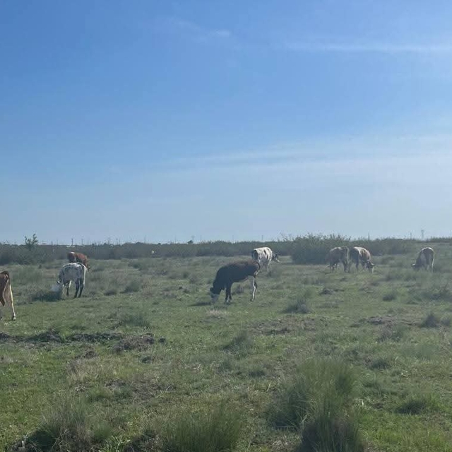 Tekirdağ'a kaçak yollarla büyükbaş hayvan getiren kişiye 105 bin lira ceza...