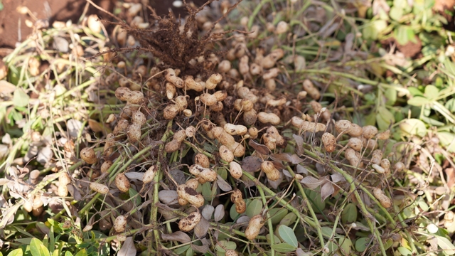 Adıyaman'da yer fıstığı hamlesi