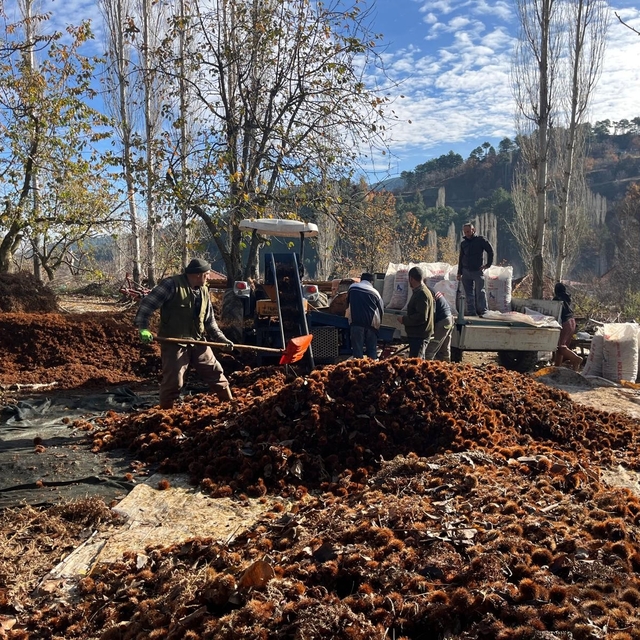 Dikenlerinden kurtulan kestanelerin sofralara yolculuğu başladı