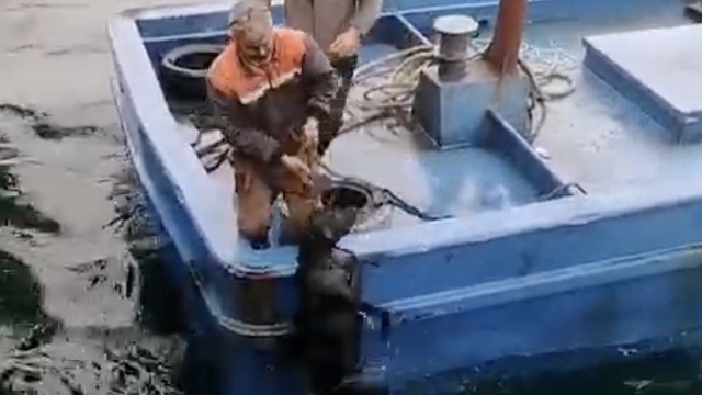 Lapseki'de iskelede denize düşerek sürüklenen köpeğin yardımına balıkçılar yetişti