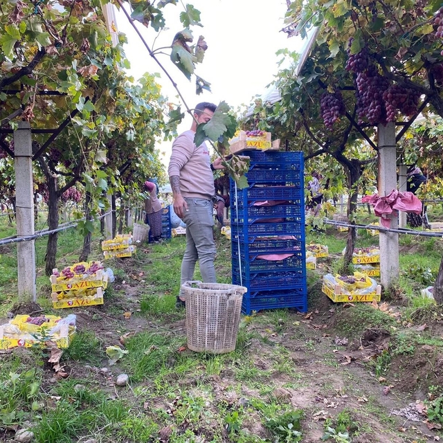 Sarıgöl'de üzüm hasadı devam ediyor