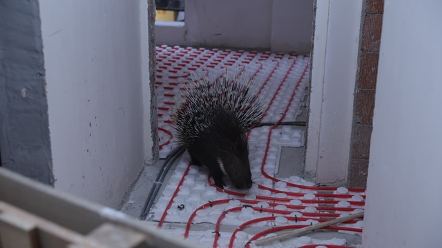 İncirliova'da ekiplerin dikkati nesli tehlikedeki oklu kirpiyi kurtardı