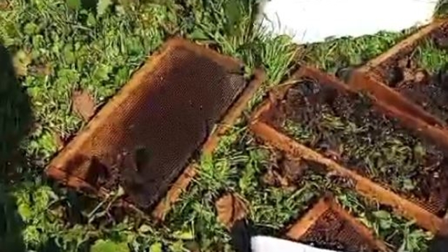 Ayı, arı kovanlarını parçaladı