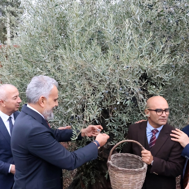 Stratonikeia'da ilk 'Zeytin Hasat Festivali' düzenlendi