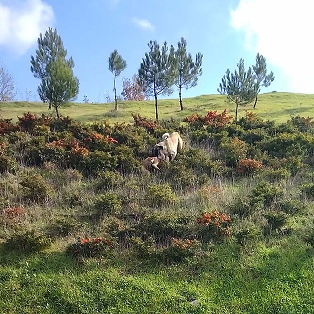 Kangal köpeği ile kurdun boğuştu anlar kamerada
