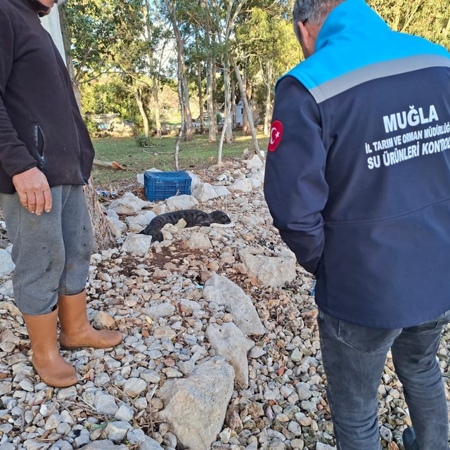 Balıkçıların kurtardığı yavru Akdeniz Foku yetkililere teslim edildi