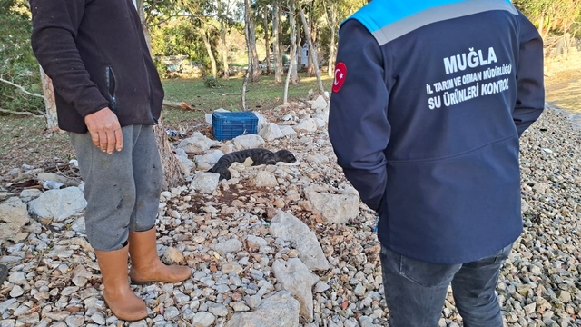 Balıkçıların kurtardığı yavru Akdeniz Foku yetkililere teslim edildi