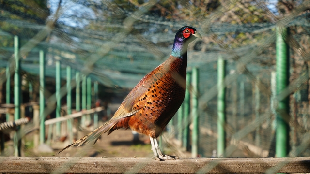 Kahverengi kokarca savaşçıları: 2025'te 3 bin sülün doğaya salındı