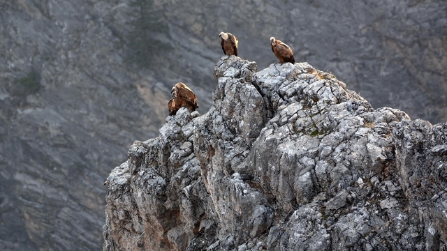Kemaliye'de göçmen akbabalar görüntülendi