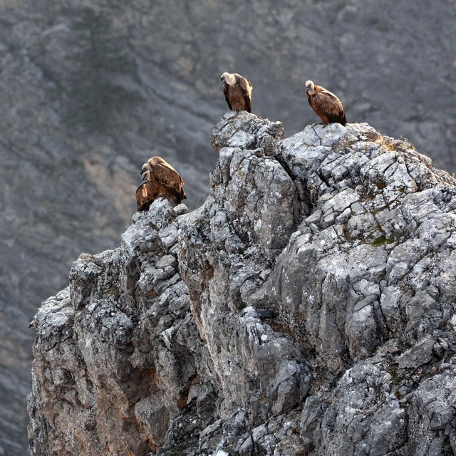 Kemaliye'de göçmen akbabalar görüntülendi