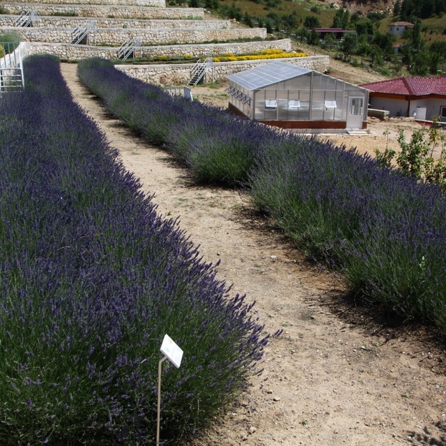 Türkiye'nin en zengin tıbbi aromatik merkezi Eskişehir'de
Merkez, içerisind...
