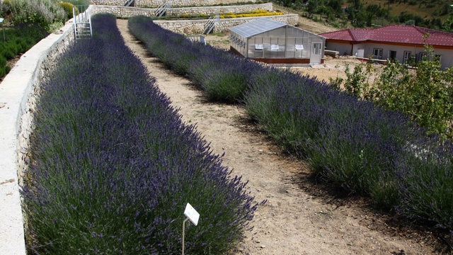 Türkiye'nin en zengin tıbbi aromatik merkezi Eskişehir'de
Merkez, içerisinde barındırdığı 220'nin üzerinde tıbbi aromatik bitki türü ile öne çıkıyor
