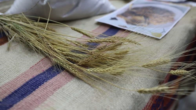 Bölgenin değeri: Ardahan Kavılcası
Buğdayın atası Ardahan Kavılcası etkinliği