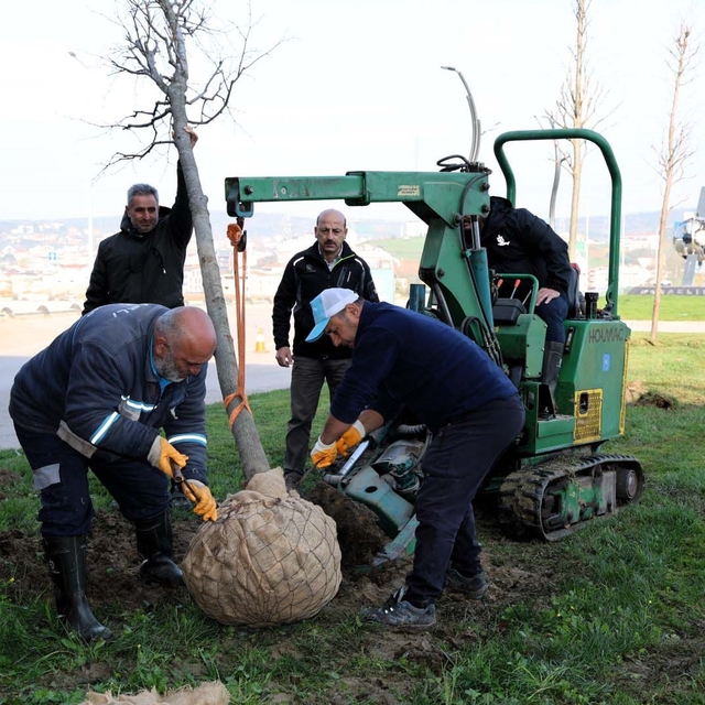 Tramvay çalışmasında sökülen ağaçlar yeni yerlerinde hayat bulacak