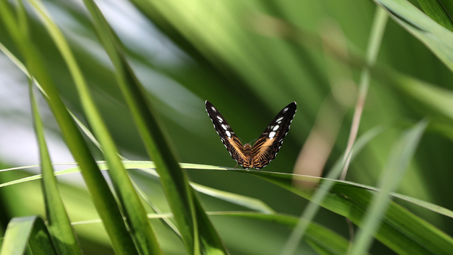 Şebiarus ziyaretçileri kelebeklerin tropikal dünyasını da keşfedecek