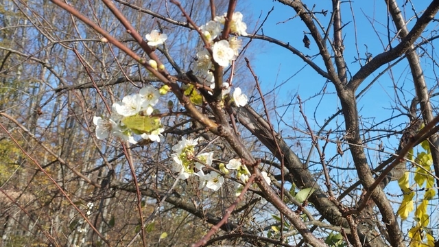 Erik ağacı Aralık ayında çiçek açtı
Meyve ağaçları mevsimleri şaşırdı