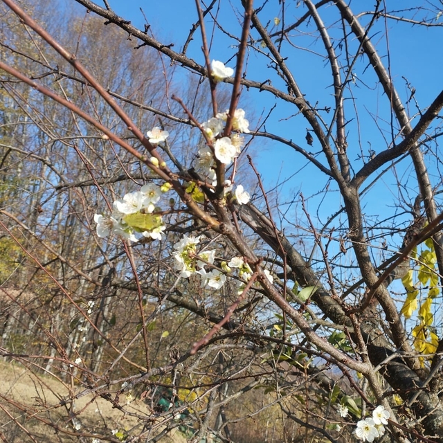 Erik ağacı Aralık ayında çiçek açtı
Meyve ağaçları mevsimleri şaşırdı