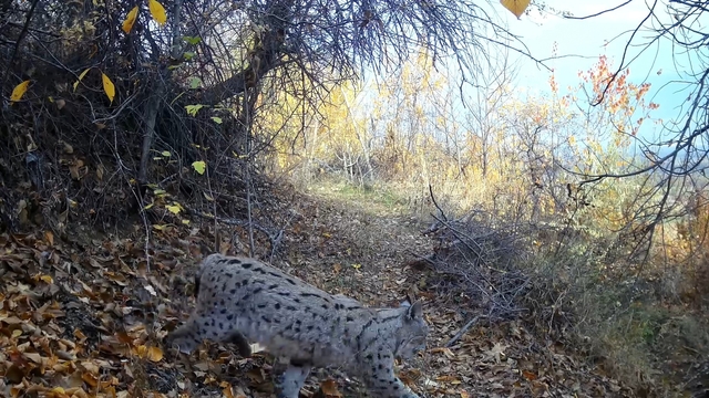 "Ormanın Hayaleti" vaşak Erzincan'da görüntülendi