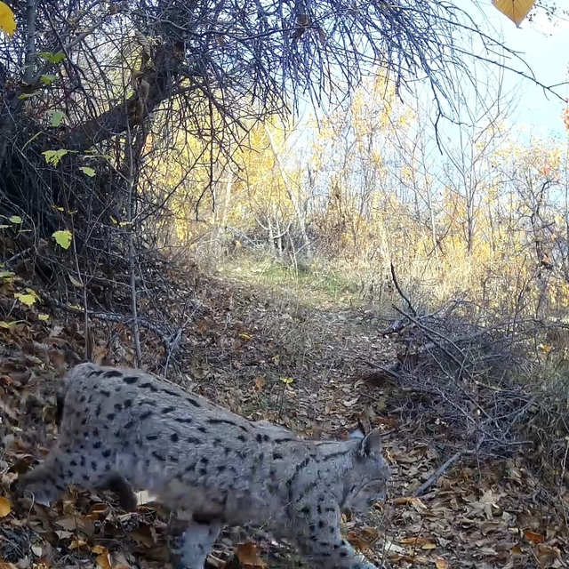 "Ormanın Hayaleti" vaşak Erzincan'da görüntülendi
