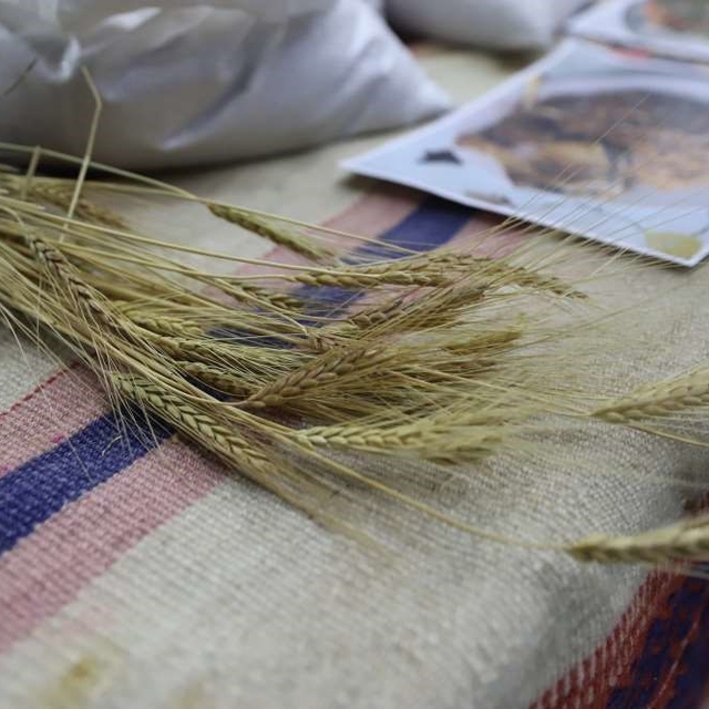 Bölgenin değeri: Ardahan Kavılcası
Buğdayın atası Ardahan Kavılcası etkinli...