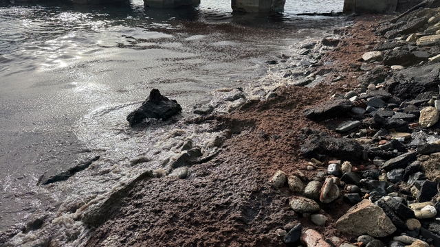 Tekirdağ'da poyraz nedeniyle sahilin bir kısmında kırmızı yosun birikti