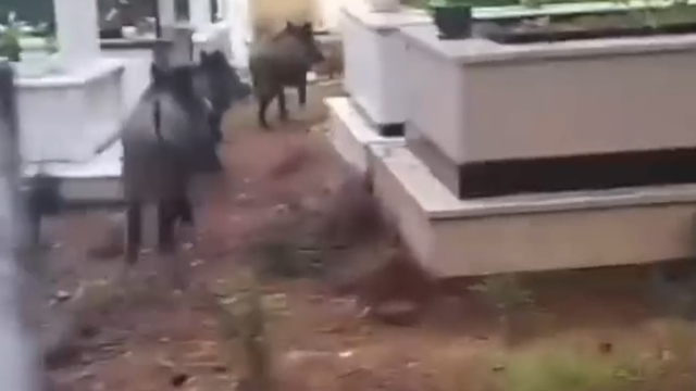 Marmaris'te domuz istilası sürüyor: "Yeni adres mezarlıklar"
"Domuzlardan ölülere de dirileri de rahat yok"